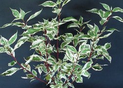 Cornus alba argenteomarginata / Fehértarka levelű som